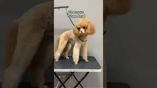 #омск #собака #груминг #животные