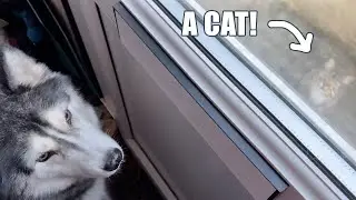 Husky Trapped In House By Cat!