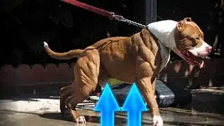 World's 5 Most Muscular Dogs!