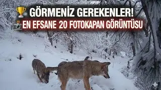 ⭐⭐EN İYİ 20 FOTOKAPAN GÖRÜNTÜSÜ / TOP 20 CAMERA TRAPS⭐⭐