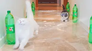 What Toys Do Cats Love? #18