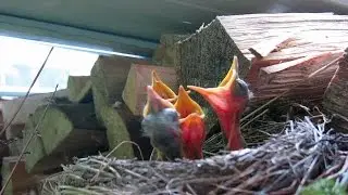 Blackbird Chicks, Days 5, 6 and 10
