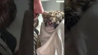 Искупали тигренка