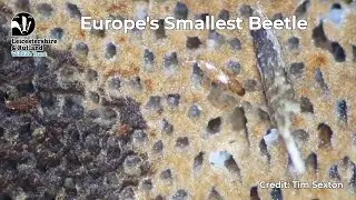 Smallest Beetle in Europe Discovered at Rutland Water