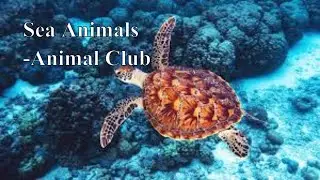 Sea Animals