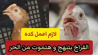 الحقونى 😭 الفراخ بتنهج و هتموت من الحر الحل إيه ؟! تعالى اقولك الحل و تربية الدجاج في المنزل