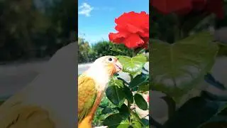 La vie est belle #bird #conure #petcare #shortviral