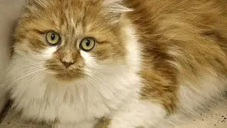 cute cat, his behavior is always funny and adorable