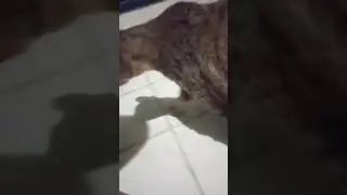 2 grey cats. #kucingkampung #cat #catshorts #kucing #kucinglucu #shortsvideo #youtubeshorts #ytshort