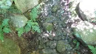 【日本の自然/Japan Nature】小川/a murmuring stream