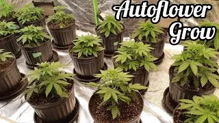BRUCE BANNER, PURPLE PUNCH AUTOFLOWERS & MORE, MARS HYDRO FC-E6500 LED, FASTBUDS
