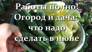 Об этом не скажут но это важно! Что нужно делать в июне на даче и в огороде для большого урожая