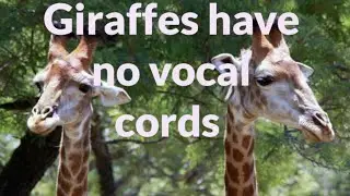 Intresting Facts about Animals