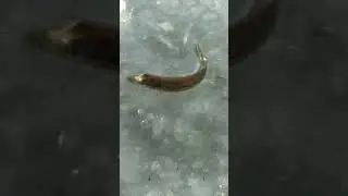 Маленькая щучка?
