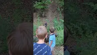 Приключения в лесу.