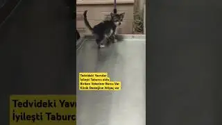 Tedvideki Yavrularİ yileşti Taburcu oldu Biriken Veteriner Borcu Var Klinik Desteğine ihtiyaç var