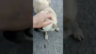 Улюблениця бійців ЗСУ