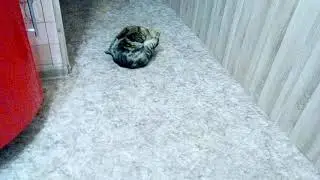 Моя кошка крутит брейк