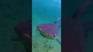 Cleaning Prop With Bull Sharks 🦈