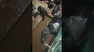 трагедия