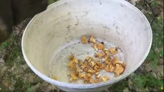 ТИХАЯ ОХОТА - СЕЗОН ОТКРЫТ !!! 26.06.2026 г.