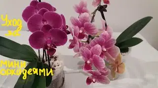 Как ухаживать за мини орхидеями