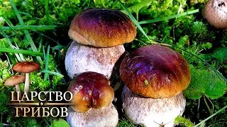 Белые. Царство грибов 