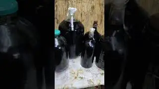 Знімаємо з осаду молоде вино.