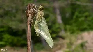 Wildlife and the birth of a Dragonfly