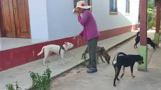 A loyal dog friendship awaits its owner 1