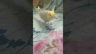Реакция самки попугая на яйцо