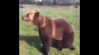 Freddy Fazbear???