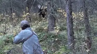 Live Stream Hunting 2023