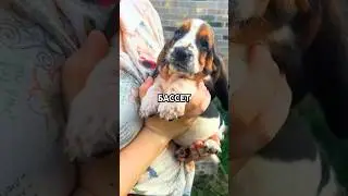 A dog that looks perpetually sad, but can make you laugh with just one look 😢😂 