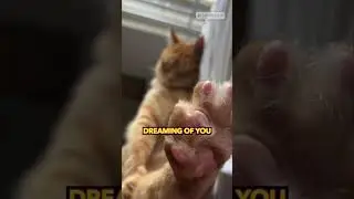 your cat sees you in their dreams like this 🐱💭😴 #shorts #cat #catvideos