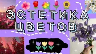 Эстетика цветов.💐🌹🌺 Цветы 🌸🏵️ *130 фото*🌼🌷🌿💮🌻☘️
