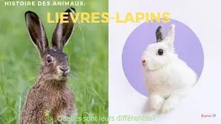 Spécial Pâques, savez-vous différencier le lapin du lièvre ? #lièvres #lapins #HDA