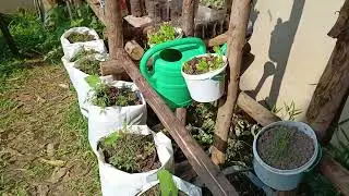 Day 39 , Plants🌱 growth progress #garden #windhoek #windhoek #namibia #africandesert