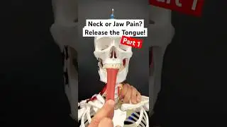 Part 1 - Jaw or Neck Pain? Release Your Tongue! 