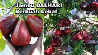 Pohon Jambu Air Dalhari Berbuah Sangat Lebat dan Pendek - Grow Water Apple Tree Bears Fruit