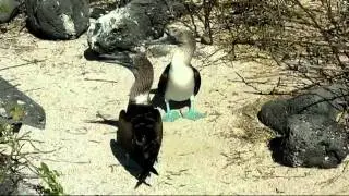 Galapagos Lobos Sealions and Boobies