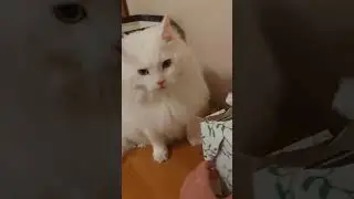 Макешиц и его подарок 🎁