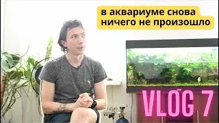 Обзор аквариума после прополки / Подрезал анубиас / Продаю излишки – коплю на eheim 5