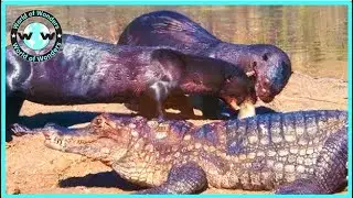 OMG! Otter Hunt Their Prey Without Mercy  - Mortal Combat