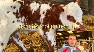 JE VOUS LAISSE DONNER UN NOM A UN PETIT VEAU