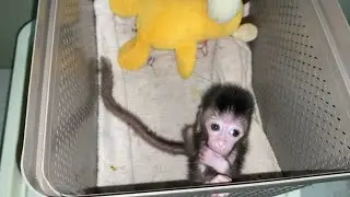 A VERY SMAll NEWBORN BABY MONKEY, PROBABLY BORN PREMATURELY