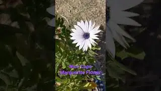 Cute Cape Marguerite Flower 🥰🌸