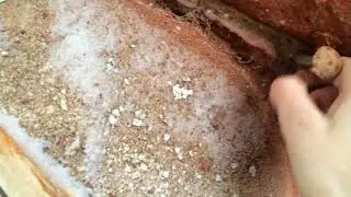 Заброшенная усадьба в лесу