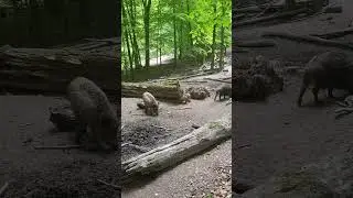 Wild boars attacked in the forest