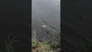 A huge carp got off the hook...